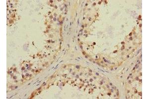 Immunohistochemistry of paraffin-embedded human testis tissue using ABIN7161348 at dilution of 1:100 (CHRNA6 anticorps  (AA 26-239))