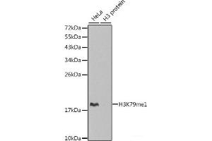 Western blot analysis of extracts of various cell lines using MonoMethyl-Histone H3-K79 Polyclonal Antibody. (Histone 3 anticorps  (meLys79))