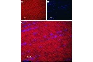 Expression of SERCA1 in rat skeletal muscle - Immunohistochemical staining of rat skeletal muscle paraffin-embedded sections using Anti-SERCA1 Antibody (ABIN7042953 and ABIN7044150), followed by goat anti-rabbit-AlexaFluor-594 secondary antibody.