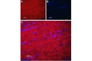 Expression of SERCA1 in rat skeletal muscle - Immunohistochemical staining of rat skeletal muscle paraffin-embedded sections using Anti-SERCA1 Antibody (ABIN7042953 and ABIN7044150), followed by goat anti-rabbit-AlexaFluor-594 secondary antibody. (ATP2A1/SERCA1 anticorps  (Cytosolic, N-Term))