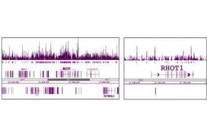 Histone H3 trimethyl Lys9 antibody tested by ChIP-chip.