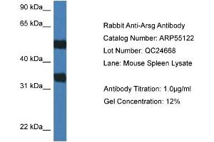 Western Blotting (WB) image for anti-Arylsulfatase G (ARSG) (C-Term) antibody (ABIN2786067) (ARSG anticorps  (C-Term))