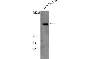 Western Blot analysis of ABIN110106 specificity. (Laminin gamma 1 anticorps)