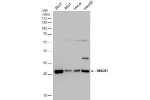 WB Image HMGB1 antibody detects HMGB1 protein by western blot analysis. (HMGB1 anticorps)