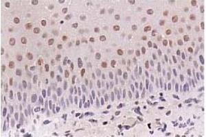Immunohistochemistry (IHC) image for anti-Cyclin-Dependent Kinase Inhibitor 1A (p21, Cip1) (CDKN1A) antibody (ABIN487485) (p21 anticorps)