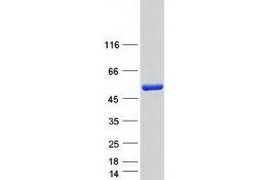 Validation with Western Blot