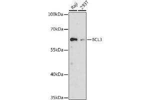Western blot analysis of extracts of various cell lines, using BCL3 antibody (ABIN6134239, ABIN6137509, ABIN6137510 and ABIN7101379) at 1:1000 dilution. (BCL3 anticorps  (AA 300-400))