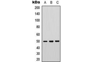Western blot analysis of PTP1B (pS50) expression in COLO205 (A), human muscle (B), mouse heart (C) whole cell lysates.