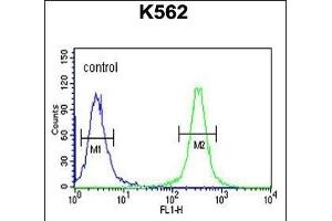 HSP90B1 Antibody (N-term) (ABIN651092 and ABIN2840067) flow cytometric analysis of K562 cells (right histogram) compared to a negative control cell (left histogram). (GRP94 anticorps  (N-Term))