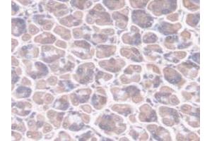 Detection of PPIF in Mouse Stomach Tissue using Polyclonal Antibody to Peptidylprolyl Isomerase F (PPIF) (PPIF anticorps  (AA 44-192))