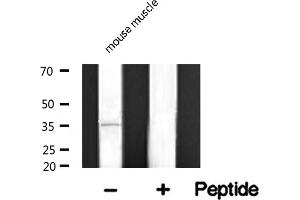 Western blot analysis of TACD2 expression in mouse muscle lysate (TACSTD2 anticorps  (Internal Region))