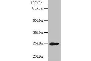 Western blot All lanes: GH2 antibody at 16 μg/mL + Mouse skeletal muscle tissue Secondary Goat polyclonal to rabbit IgG at 1/10000 dilution Predicted band size: 25, 29, 24, 28 kDa Observed band size: 25 kDa (Growth Hormone 2 anticorps  (AA 27-217))