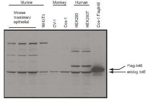 Image no. 1 for anti-Eukaryotic Translation Initiation Factor 3 Subunit E (EIF3E) (C-Term) antibody (ABIN401422) (EIF3E anticorps  (C-Term))