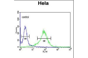 Flow cytometric analysis of Hela cells (right histogram) compared to a negative control cell (left histogram). (LUM anticorps  (N-Term))