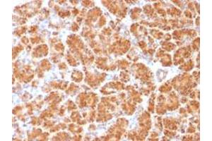 Immunohistochemical staining (Formalin-fixed paraffin-embedded sections) of human pancreas with CLTA/CLTB monoclonal antibody, clone CLC/1421 . (CLTA anticorps  (N-Term))