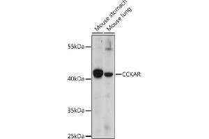 Western blot analysis of extracts of various cell lines, using CCKAR antibody (ABIN7266339) at 1:1000 dilution. (CCKAR anticorps  (AA 100-200))