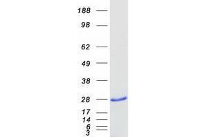 Validation with Western Blot