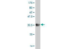Western Blot detection against Immunogen (33.