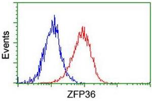 Flow cytometric Analysis of Hela cells, using anti-ZFP36 antibody (ABIN2454210), (Red), compared to a nonspecific negative control antibody, (Blue). (ZFP36 anticorps)