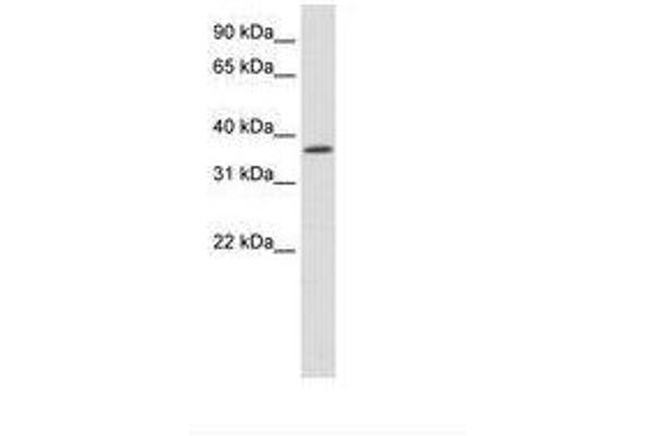 SAP30BP antibody  (AA 221-270)