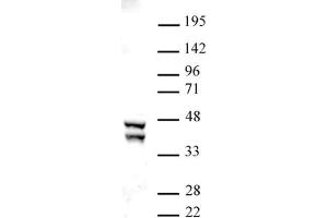 SIRT2 antibody (pAb) tested by Western blot. (SIRT2 anticorps  (C-Term))