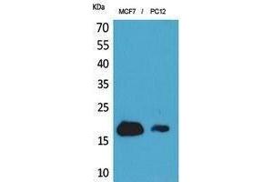 Western Blotting (WB) image for anti-Interferon-Induced Transmembrane Protein 1 (IFITM1) (N-Term) antibody (ABIN3187970) (IFITM1 anticorps  (N-Term))
