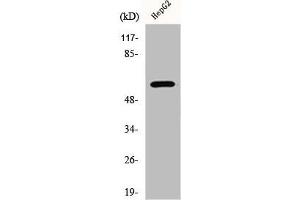 Western Blot analysis of HepG2 cells using ERK 8 Polyclonal Antibody (MAPK15 anticorps)