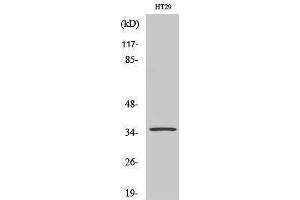Western Blotting (WB) image for anti-Olfactory Receptor 2K2 (OR2K2) (C-Term) antibody (ABIN3186065) (OR2K2 anticorps  (C-Term))
