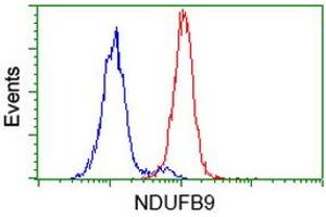 Flow cytometric Analysis of Hela cells, using anti-NDUFB9 antibody (ABIN2454384), (Red), compared to a nonspecific negative control antibody, (Blue). (NDUFB9 anticorps  (AA 3-179))