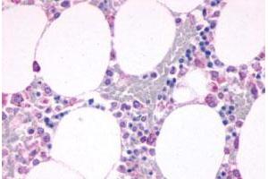 Immunohistochemical staining of human bone marrow with C5AR1 polyclonal antibody . (C5AR1 anticorps  (N-Term))