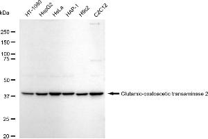 Western blotting analysis using Glutamic-oxaloacetic transaminase 2 antibody (ABIN7798746). (Recombinant GOT2 anticorps)