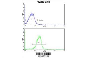 Flow cytometric analysis of widr cells using AADAC Antibody (bottom histogram) compared to a negative control cell (top histogram).
