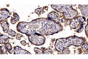Detection of ITGaV in Human Placenta Tissue using Polyclonal Antibody to Integrin Alpha V (ITGaV) (CD51 anticorps  (AA 560-744))