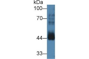 Western blot analysis of Mouse Testis lysate, using Human CCNB2 Antibody (3 µg/ml) and HRP-conjugated Goat Anti-Rabbit antibody ( (Cyclin B2 anticorps  (AA 58-398))