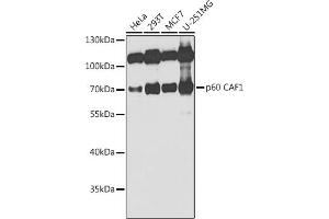Western blot analysis of extracts of various cell lines, using p60 C antibody  at 1:1000 dilution. (CHAF1B anticorps  (AA 270-559))