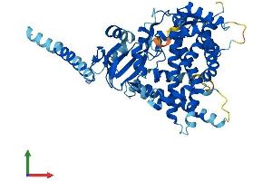 AlphaFold protein structure predicition of Human Recombinant CYP26A1 Protein, UniprotID O43174