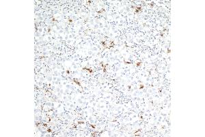 anti-CD68 Molecule (CD68) antibody