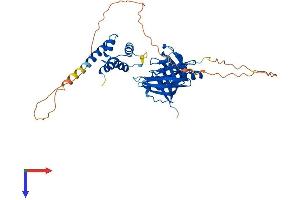 AlphaFold protein structure predicition of Mouse Recombinant Pyhin1 Protein, UniprotID Q8BV49