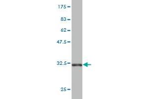 Western Blot detection against Immunogen (32.