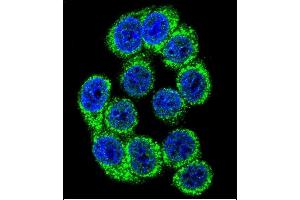 Confocal immunofluorescent analysis of HYOU1 Antibody (Center) (ABIN391486 and ABIN2841454) with 293 cell followed by Alexa Fluor 488-conjugated goat anti-rabbit lgG (green). (HYOU1 anticorps  (AA 274-303))