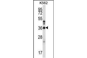 Western blot analysis in K562 cell line lysates (35ug/lane). (CrkL anticorps  (N-Term))