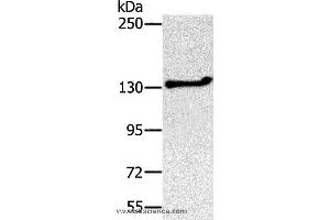 Western blot analysis of Jurkat cell, using NEMF Polyclonal Antibody at dilution of 1:200 (NEMF anticorps)