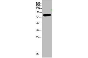 Western Blot analysis of HELA cells using primary antibody diluted at 1:2000(4 °C overnight). (OASL anticorps  (AA 1-50))