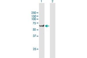 Western Blot analysis of CCT8L2 expression in transfected 293T cell line by CCT8L2 MaxPab polyclonal antibody. (CCT8L2 anticorps  (AA 1-557))