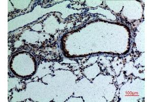 Immunohistochemistry (IHC) analysis of paraffin-embedded Rat Lung, antibody was diluted at 1:100. (FGF18 anticorps  (C-Term))