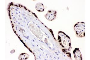 Anti- HMG4 Picoband antibody, IHC(P) IHC(P): Human Placenta Tissue