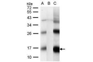 Image no. 2 for anti-CG1458 (CG1458) (AA 1-133) antibody (ABIN1496301) (CG1458 anticorps  (AA 1-133))