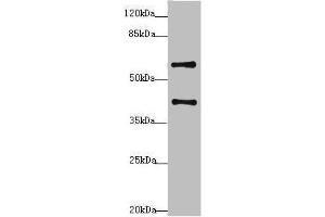 Western blot All lanes: SYCE1 antibody at 3. (SYCE1 anticorps  (AA 132-351))