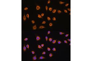 Immunofluorescence analysis of L929 cells using SLC20 antibody (ABIN1682754, ABIN3018562, ABIN3018563 and ABIN6220499) at dilution of 1:100. (SLC20A1 anticorps  (AA 257-356))