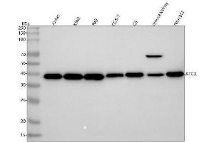 Western blot analysis of Apg3 using anti-Apg3 antibody (ABIN7604011).